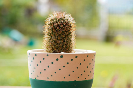 Minimal green cactus houseplant on green background.の写真素材