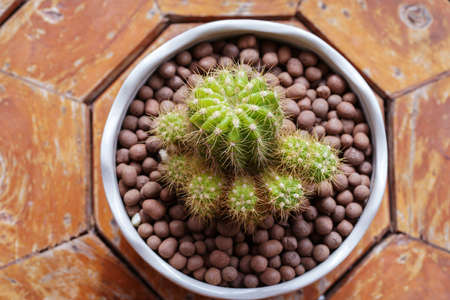 cactus flower growing in a brown pot.の写真素材