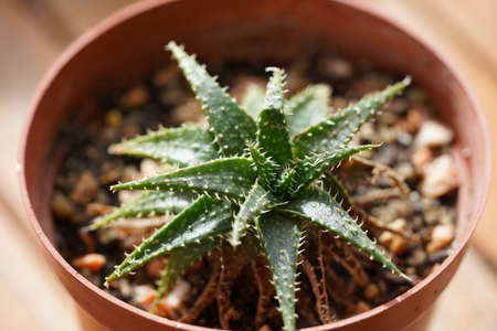 cactus flower growing in a brown pot.の写真素材
