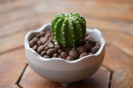 Minimal green cactus houseplant on wooden floor background.の写真素材