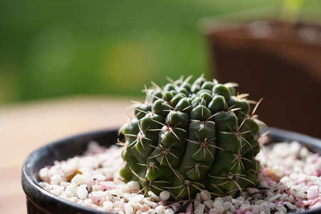 cactus flower growing in a black pot.の写真素材