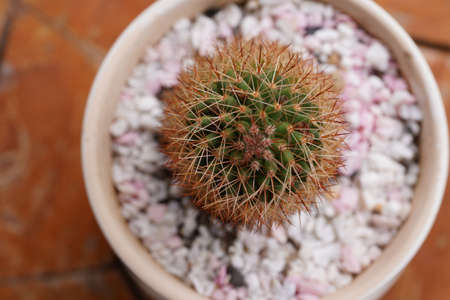cactus flower growing in a white pot.の写真素材