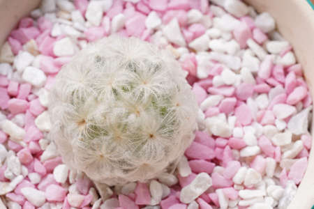 Cup of black coffee with cake on wooden table.の写真素材