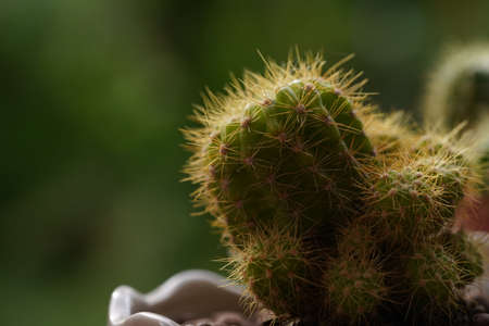 Minimal green cactus houseplant on green background.の写真素材