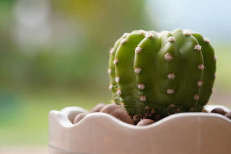 Minimal green cactus houseplant on green background.の写真素材
