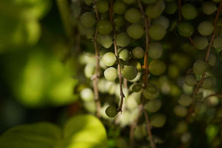 Green leaves of Dischidia nummularia. Dischidia nummularia hanging on on large trees.の写真素材