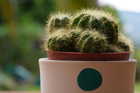 Minimal green cactus houseplant on green background.の写真素材
