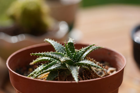 cactus flower growing in a brown pot.の写真素材