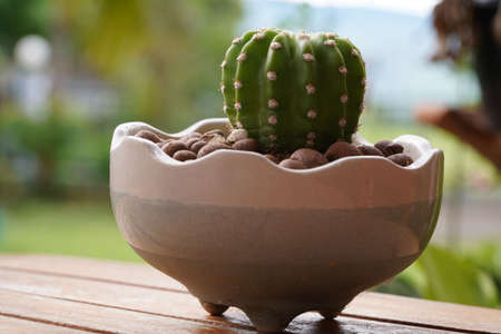cactus flower growing in a white pot.の写真素材