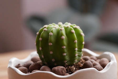 Minimal green cactus houseplant on green background.の写真素材