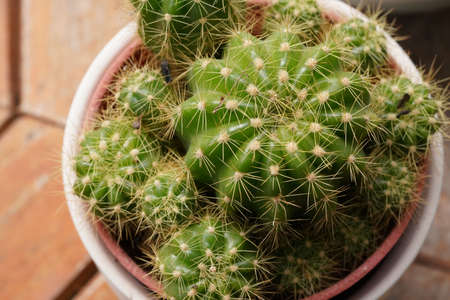 Minimal green cactus houseplant on green background.の写真素材