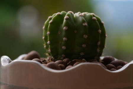 Minimal green cactus houseplant on green background.の写真素材