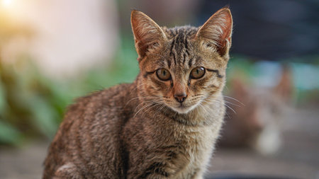A cat looking into the camera. portrait of a grey cat with stripes laying on a ground, close-up,...