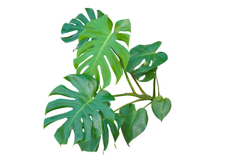 Fresh monstera leaf isolated on white background. Dark green leaves of monstera or split leaf philodendron (Monstera deliciosa) tropical foliage plant growing in forest isolated on a white background with clipping path.の写真素材