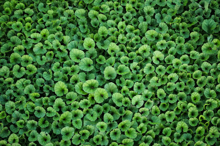 Beautiful Pink rain Lily (Zephyranthes rosea), planted in a row along the marble pathway in the flower garden. Pink blooming flower.の写真素材