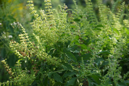 Close up of Holy basil, Sacred basil and blurred background,Ocimum tenuiflorum L and green background.の写真素材