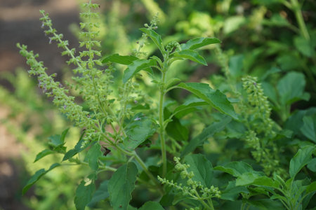 Close up of Holy basil, Sacred basil and blurred background,Ocimum tenuiflorum L and green background.の写真素材