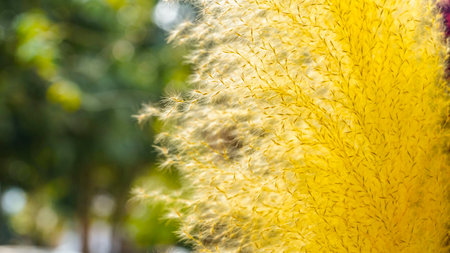 Field flowers,buttercup. yellow flower,spring background. Beautiful yellow grass flower in the field with sunset, Nature soft light blur filter and vintage tone, Selective focus.の写真素材