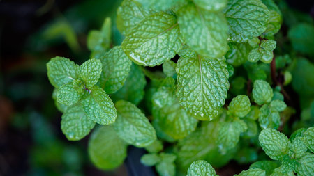 Peppermint plant grow at vegetable garden, Fresh peppermint trees in organig garden,の写真素材