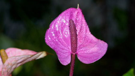 Flamingo flower, Pigtail Anthurium or Pigtail flamingo flower, dark green leaves as the background make the flowers stand out beautifully,の写真素材