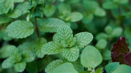Peppermint plant grow at vegetable garden, Fresh peppermint trees in organig garden,の写真素材