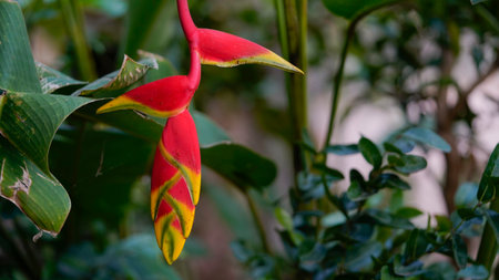 beautiful red Heliconia flower, tropical flower. rostrata, Lobster Hanging Claw or False Bird of Paradise. plant, are a source of nectar for birds and insects.の写真素材