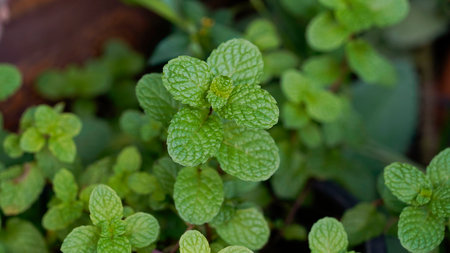 Peppermint plant grow at vegetable garden, Fresh peppermint trees in organig garden,の写真素材
