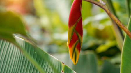 beautiful red Heliconia flower, tropical flower. rostrata, Lobster Hanging Claw or False Bird of Paradise. plant, are a source of nectar for birds and insects.の写真素材