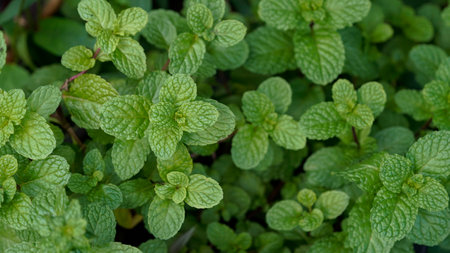Peppermint plant grow at vegetable garden, Fresh peppermint trees in organig garden,の写真素材