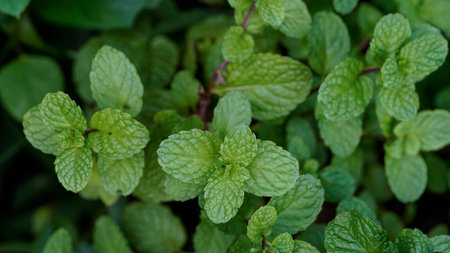 Peppermint plant grow at vegetable garden, Fresh peppermint trees in organig garden,の写真素材