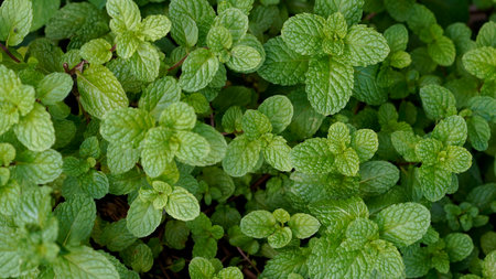 Peppermint plant grow at vegetable garden, Fresh peppermint trees in organig garden,の写真素材