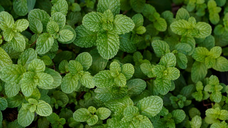 Peppermint plant grow at vegetable garden, Fresh peppermint trees in organig garden,の写真素材