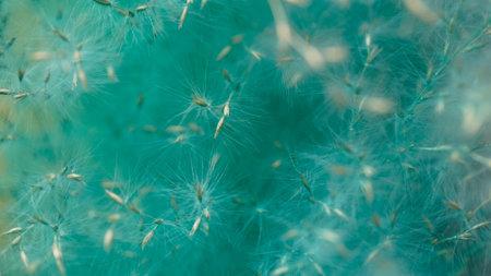 Macro of dandelion seeds in soft focus. Selective focus.の写真素材