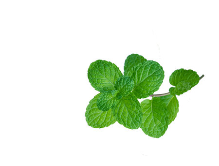 Fresh green leaves of mint, peppermint isolated on white background top view copy space. Fresh raw mint leaves isolated on white background Clipping Path.の写真素材