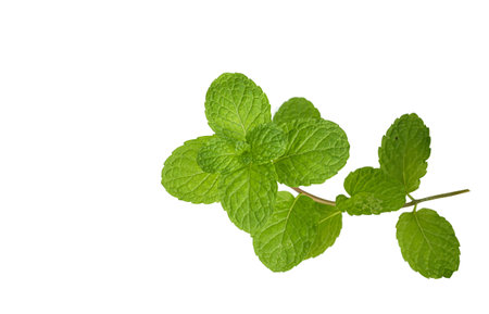 Fresh green leaves of mint, peppermint isolated on white background top view copy space. Fresh raw mint leaves isolated on white background Clipping Path.の写真素材