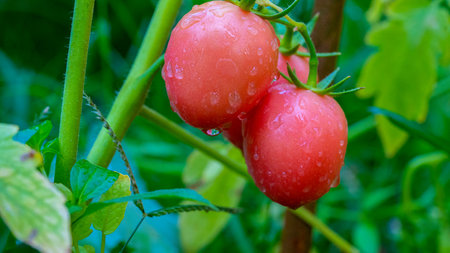 Ripe red tomato with water droplets on green leaf background hanging on vine of tomato plant in gardenの写真素材