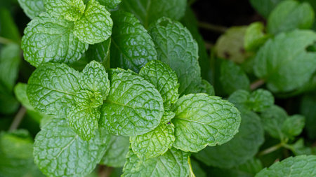 top viwe mint leaves in garden. Kitchen Mint, Marsh Mint herbs and vegetable mint plant grow at vegetable gardenの写真素材