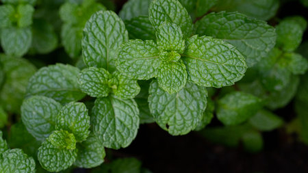 top viwe mint leaves in garden. Kitchen Mint, Marsh Mint herbs and vegetable mint plant grow at vegetable gardenの写真素材