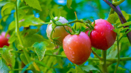 Ripe red tomato with water droplets on green leaf background hanging on vine of tomato plant in gardenの写真素材