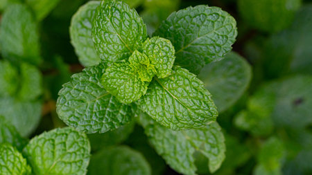 top viwe mint leaves in garden. Kitchen Mint, Marsh Mint herbs and vegetable mint plant grow at vegetable gardenの写真素材