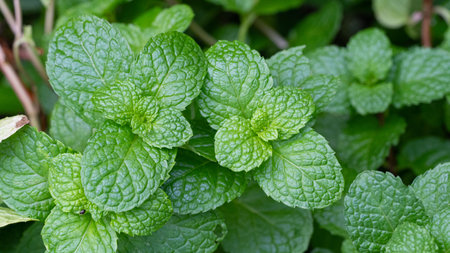 top viwe mint leaves in garden. Kitchen Mint, Marsh Mint herbs and vegetable mint plant grow at vegetable gardenの写真素材