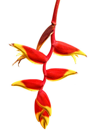 red Heliconia or Bird of Paradise Flower, tropical flower isolated on a white background, Selective Focus with Clipping path.の写真素材