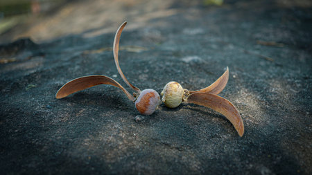 Close up of Dipterocarpus alatus, flying seed of dipterocarpus tree on stone face background.