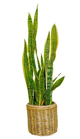Dracaena trifasciata in a flower pot isolated on white background air purification plant Image with Clipping path.の写真素材