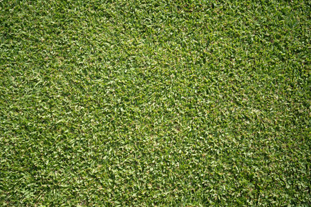 Green grass background, top view background of garden bright grass concept used for making green backdrop, lawn for sports field, golf course lawn green striped texture backgroundの写真素材