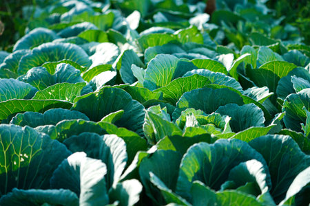 Freshly harvested cabbage. young cabbage grows in the farmer field, growing cabbage in the open field. agricultural businessの写真素材