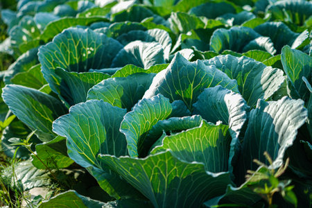 Freshly harvested cabbage. young cabbage grows in the farmer field, growing cabbage in the open field. agricultural businessの写真素材