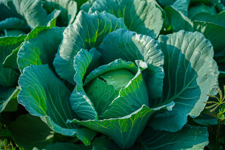 Freshly harvested cabbage. young cabbage grows in the farmer field, growing cabbage in the open...