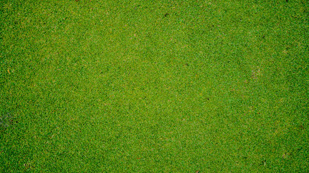 Green grass background, top view background of garden bright grass concept used for making green backdrop, lawn for sports field, golf course lawn green striped texture backgroundの写真素材