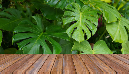 Empty wooden table on nature monstera leaves background. Mock up for your product display or montageの写真素材